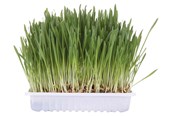 Katte - Trixie Kattegræs med Bakke 100g - TX4235