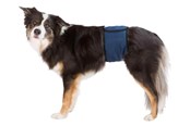 Hunde - Trixie Washable Nappies for Male Dogs L Waist 55-65cm - TX23664