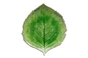 Borddækning - Costa Nova Plate hydrangea Riviera 22 x 19 cm Green/Black Ceramic - 22716