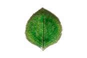 Køkkentilbehør - Costa Nova Asiet hydrangea leaf Riviera 17 x 15 cm Green/Black Ceramic - 22701