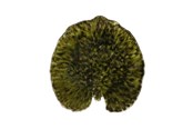 Borddækning - Costa Nova Plate Water lily pad Riviera 18 x 17 cm Dark green/Black - 22706