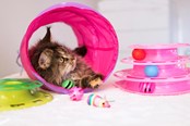 Katte - Dogman Foldbar Kattetunnel 25x60cm - 331335