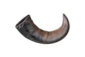 Hunde - Trixie Buffalo Chewing Horn packaged large - TX27743