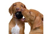 Hunde - KONG Dog Toy Ball Extreme Small 6cm - 340424