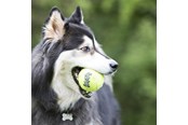 Hunde - KONG Hundelegetøj SqueakAir Ball XLarge 10cm - 340525