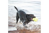 Hunde - KONG Hundelegetøj AirDog Squeaker Football Medium 12.5cm - 340533