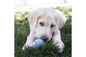 Hunde - KONG Dog Toy Kong Puppy Medium Assorted Colors (1-Pack) - 340701
