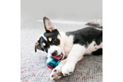 Hunde - KONG Dog Toy Squeezz Action Ball Red Large (2-Pack) - 340705