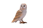 Legetøj - Mojo Wildlife Barn Owl - 381054