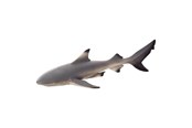 Legetøj - Mojo Sealife Blacktip Reef Shark - 387357