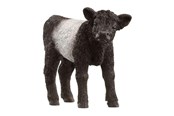 Schleich - Schleich Galloway-kalv - 13969