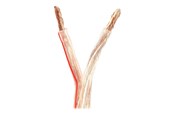 Audio kabel - Nedis bulk speaker cable - 25 m - CAGW6000TR250