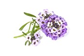 Smart Home - Click & Grow - Smart Garden Refill 3-pack Sweet Alyssum - SGR35X3