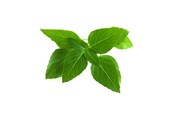 Smart Home - Click & Grow Click and Grow - Smart Garden Refill 3-pack Thai Basil - SGR37X3