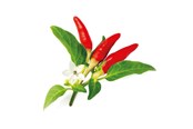 Smart Home - Click & Grow Click and Grow Smart Garden Refill 3-pack - Red Hot Chili Pepper - SGR52X3
