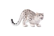 Figur - Mojo - Wildlife Snow Leopard - 387243