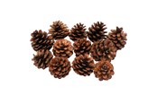 Kreativitet & Hobbyartikler - Colorations - Pine Cones 12pcs. - 38WD03
