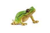 Schleich - Schleich Europæisk løvfrø - 14882