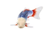 Figur - Mojo Sealife Koi Carp - Asagi Koi - 381100