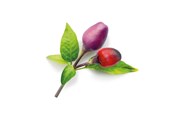 Haveredskaber - Click & Grow Smart Garden 9-pack refill - Purple Chili Pepper - SGR46X9