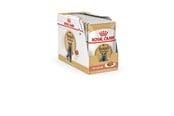 Katte - Royal Canin British Shorthair packet 12x85g - 9003579001240