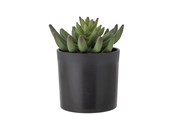 Boligindretning - Bloomingville Echeveria - 82061505