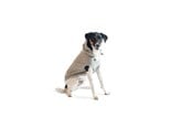 Hunde - Chill Kuzzi Beroligende Hoodie, 50 cm, grå - 380434