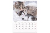 Calendar - Mayland Vægkalender Katte 2027 - 27066300