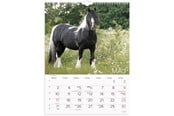Calendar - Mayland Vægkalender Heste 2027 - 27066310