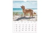 Calendar - Mayland Vægkalender Hunde 2027 - 27066320