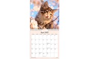 Calendar - Mayland Vægkalender mini Kattekillinger 2027 - 27066400