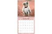 Calendar - Mayland Vægkalender mini Hundehvalpe 2027 - 27066410
