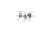Hunde - Party Pets Mix Ilder, Kanin, Dalmatiner 18 cm - 87962